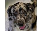 Adopt Herron a Gray/Silver/Salt & Pepper - with Black Catahoula Leopard Dog /