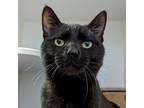 Adopt Tazo a All Black Domestic Shorthair / Mixed cat in Incline Village