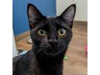 Adopt Orzo a All Black Domestic Shorthair / Mixed cat in Incline Village