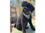 Adopt Marley a Black Puli / Mixed dog in Clarkston, WA (37573120)