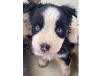 Adopt Caddy Pup 7 a Black - with White Australian Cattle Dog / Mixed Breed