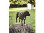 Adopt Ruca a Brindle Labrador Retriever / American Pit Bull Terrier / Mixed dog