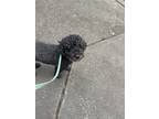 Adopt Gilley a Black Labradoodle / Mixed dog in Seattle, WA (37554314)