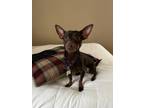 Adopt Brownie a Brown/Chocolate Miniature Pinscher / Mixed dog in Napa