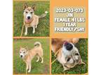 Adopt 2023-03-073 a Husky / Mixed dog in Winder, GA (37571377)