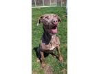 Adopt Blossom a Gray/Blue/Silver/Salt & Pepper Mixed Breed (Large) / Mixed dog
