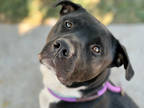 Adopt MAXIMUS a Black Labrador Retriever / American Pit Bull Terrier / Mixed dog