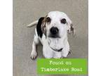 Adopt Benny a Tan/Yellow/Fawn Beagle / Mixed dog in Lynchburg, VA (37570156)