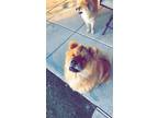 Adopt Theo a Brown/Chocolate - with White Chow Chow / Chow Chow / Mixed dog in