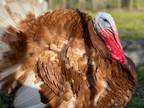 6 Bourbon Red Turkey Hatching Eggs - Opportunity!