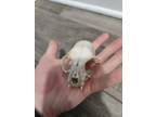 Small Real Animal Skull Fangs - Opportunity!
