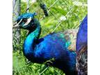 2 India Blue Peabird Peafowl Hatching Eggs - Proven