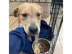 Adopt Nellie a Mixed Breed