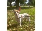 Adopt Smurf a Jack Russell Terrier