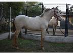 PRE Andalusian perlino filly
