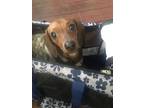 Penny, Dachshund For Adoption In Painted Post, New York