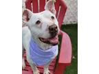 Adopt SQUIRT a Pit Bull Terrier, Mixed Breed