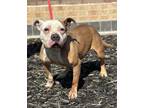 Adopt Emmi a Pit Bull Terrier