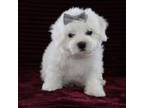 Bichon Frise Puppy for sale in Etna Green, IN, USA