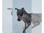 Catahoula Leopard Dog-Siberian Husky Mix PUPPY FOR SALE ADN-570513 -