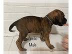 Mastiff PUPPY FOR SALE ADN-570973 - AKC English Mastiff Puppies