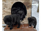 Akita-Labrador Retriever Mix PUPPY FOR SALE ADN-570950 - 5 Female Akita Puppies