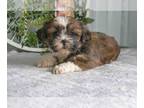 Shih Tzu PUPPY FOR SALE ADN-570653 - Adorable Shih Tzu Puppies Available Now