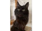 Adopt Wednesday a Domestic Long Hair