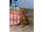 Adopt Dolly a Miniature Poodle