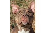 Adopt Rootin' Tootin' Rye! a Pit Bull Terrier