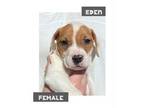 Adopt EDEN a Pit Bull Terrier