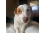 Adopt Cherry a Jack Russell Terrier, English Pointer
