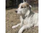 Adopt Ophelia (pending adoption) a Wirehaired Terrier, Jack Russell Terrier