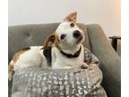 Adopt Bambino a Jack Russell Terrier