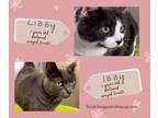 Adopt Izzy & Lizzy a Domestic Short Hair