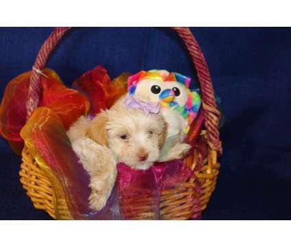 Malti-poo puppies for sale is a Malti-Poo Puppy For Sale in Limestone TN