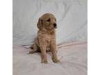 Goldendoodle Puppy for sale in New Auburn, WI, USA