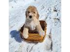 Goldendoodle Puppy for sale in New Auburn, WI, USA