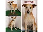 Adopt Daffodil a Labrador Retriever, Mixed Breed