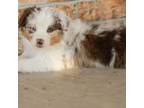 Australian Shepherd Puppy for sale in Carlsbad, NM, USA