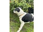 Adopt Oreo a Black - with White Border Collie / Bernese Mountain Dog / Mixed dog