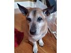 Adopt Pepper a Brown/Chocolate - with Tan Corgi / Basset Hound / Mixed dog in
