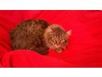 Adopt Slim Jim a Gray, Blue or Silver Tabby Domestic Shorthair (short coat) cat