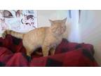 Adopt Charlie a Orange or Red Tabby Domestic Shorthair (short coat) cat in New