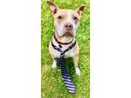 Adopt Tonka *LOCAL FOSTER NEEDED* a Tan/Yellow/Fawn - with White Pit Bull