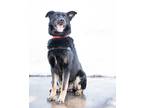 Adopt Bodil a Black - with Brown, Red, Golden, Orange or Chestnut Mixed Breed