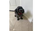 Adopt Marley a Gray/Blue/Silver/Salt & Pepper Poodle (Miniature) / Mixed dog in