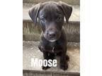 Adopt Moose pending adoption a Brown/Chocolate Labrador Retriever / Mixed Breed