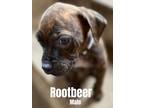 Adopt Rootbeer meet 3/31 a Brindle Labrador Retriever / Mixed Breed (Medium) /