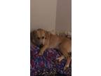 Adopt Sadie a Brown/Chocolate Dachshund / Boxer / Mixed dog in Gainesville